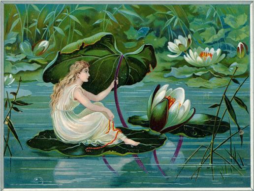water lily |Karuwaki speaks