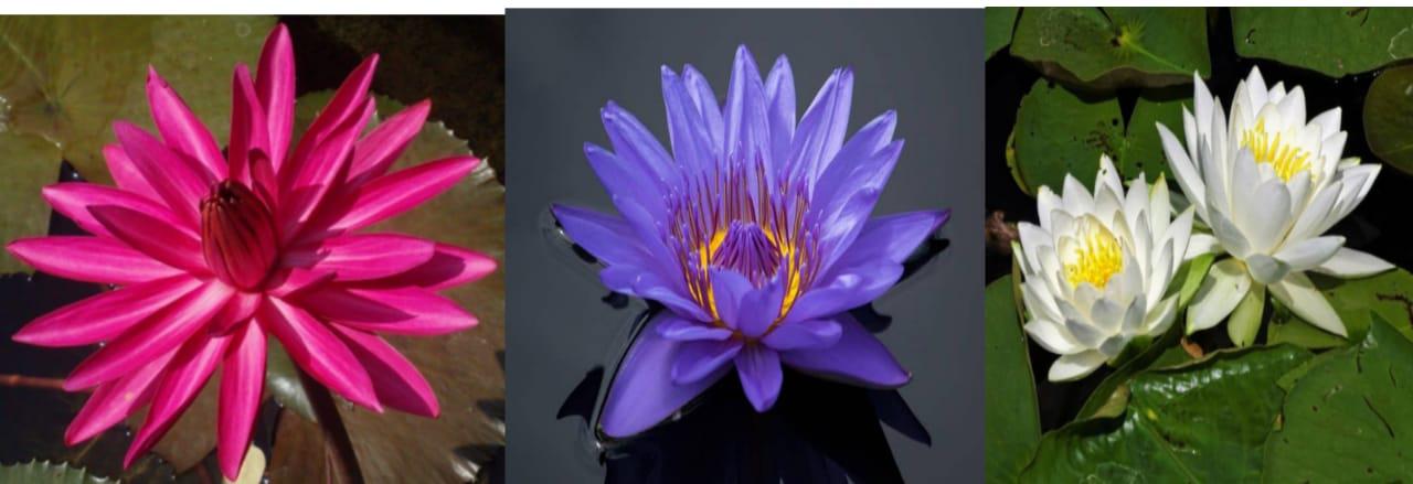 water lilies |Karuwaki speaks