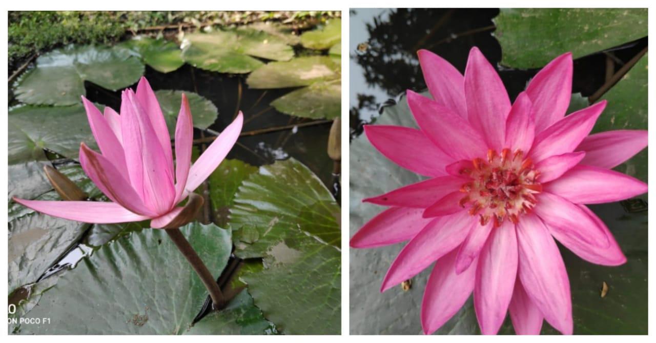 water lilies |Karuwaki speaks