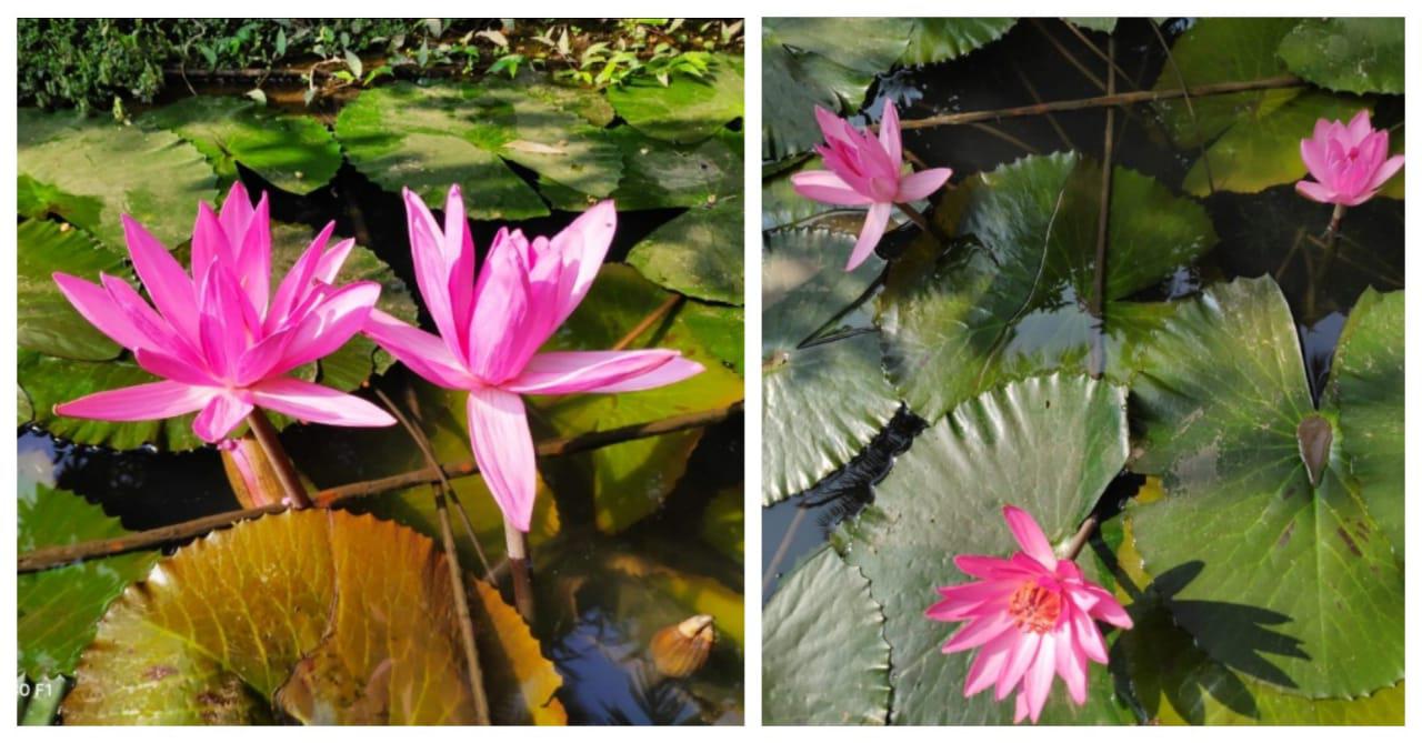 water lilies |Karuwaki speaks
